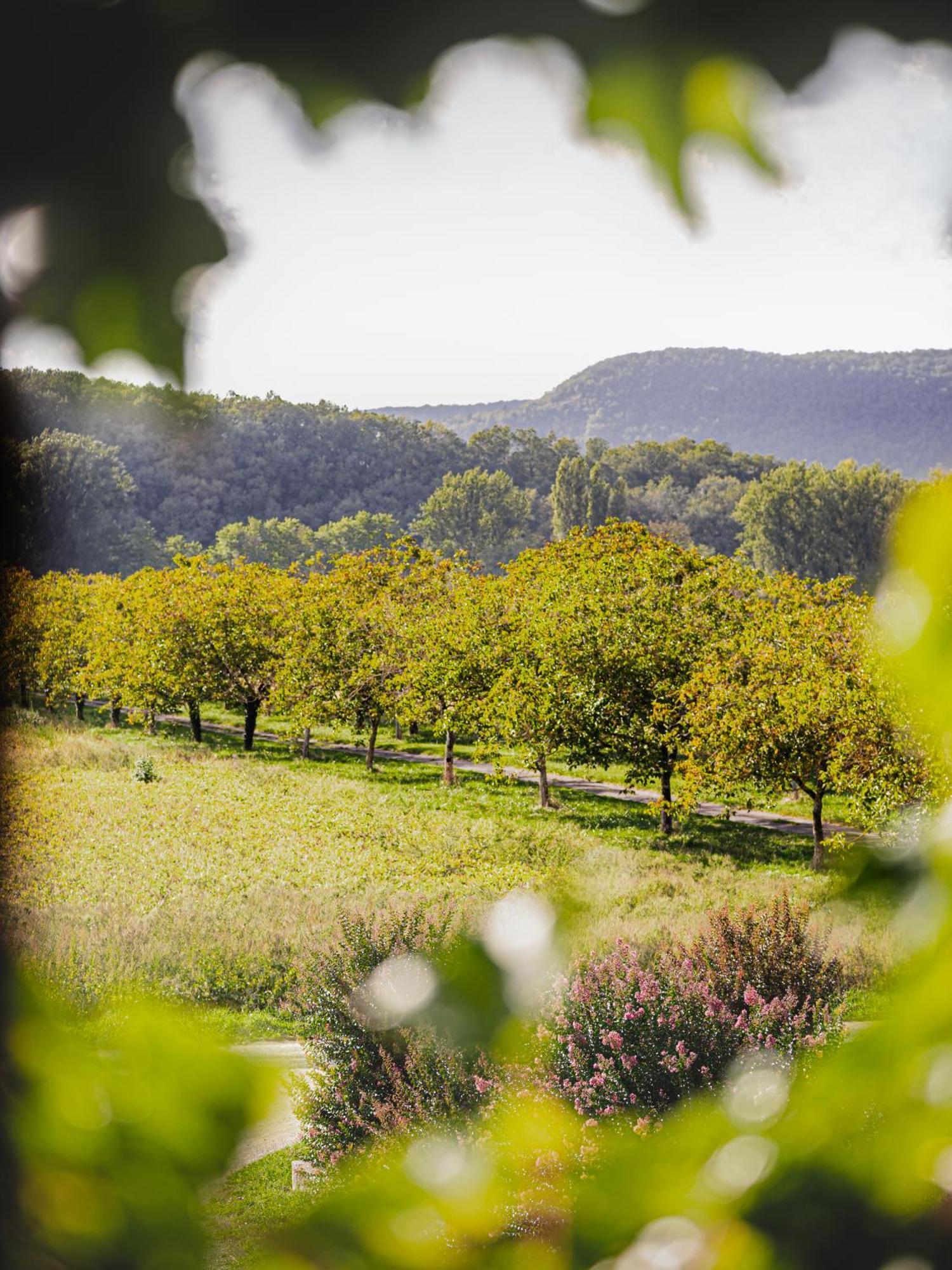 Chateau La Gineste - Castle And Vineyard Duravel ภายนอก รูปภาพ
