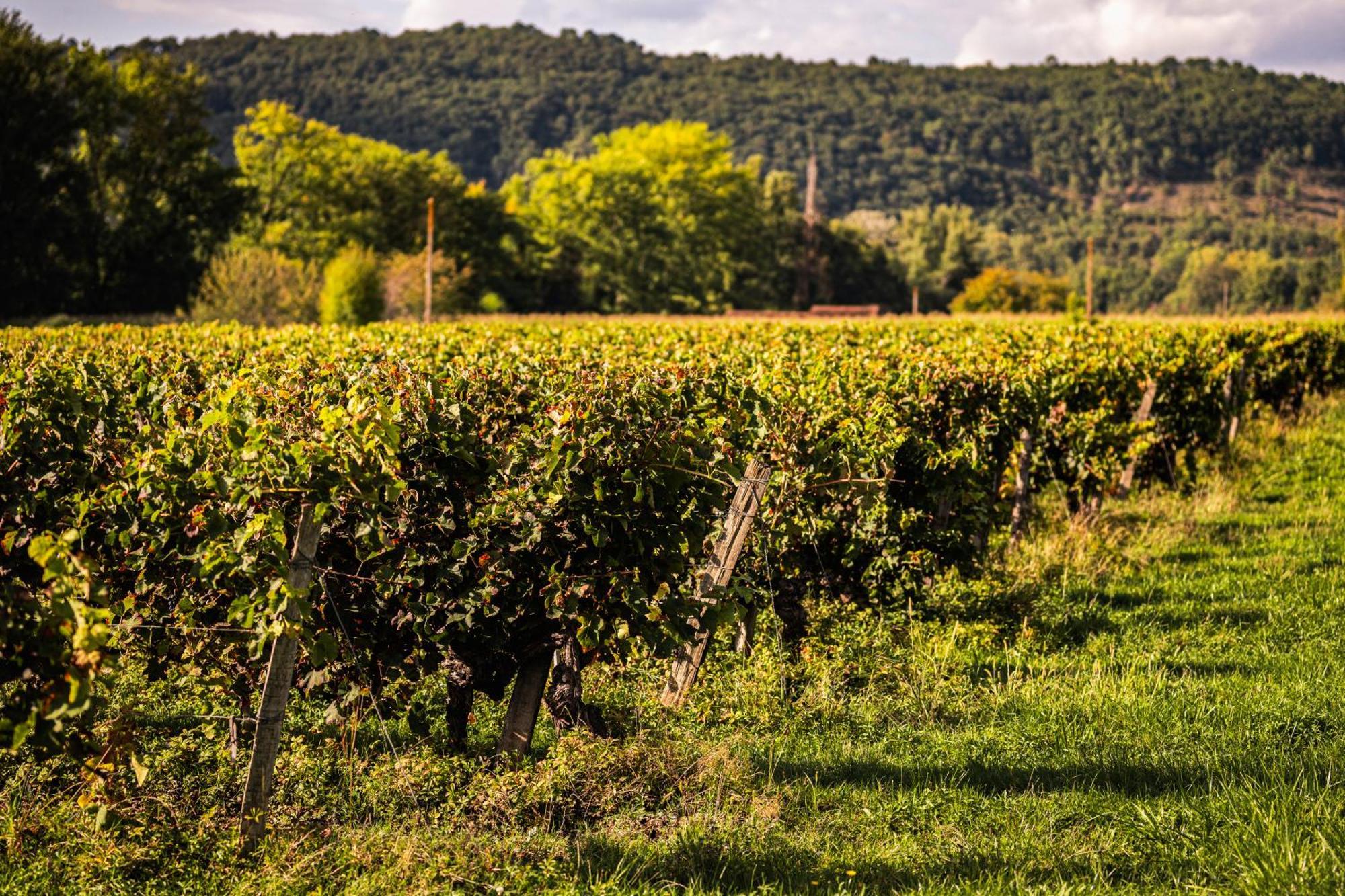 Chateau La Gineste - Castle And Vineyard Duravel ภายนอก รูปภาพ